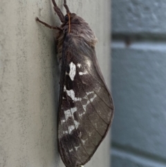 Oxycanus (genus) (Unidentified Oxycanus moths) at Mitchell, ACT - 1 May 2024 by SteveBorkowskis