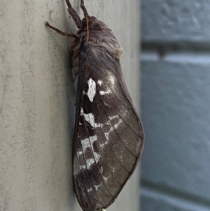 Oxycanus (genus) at Mitchell, ACT - 1 May 2024 07:12 AM