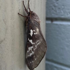 Oxycanus (genus) at Mitchell, ACT - 1 May 2024 07:12 AM