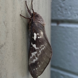 Oxycanus (genus) at Mitchell, ACT - 1 May 2024 07:12 AM