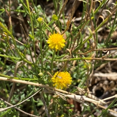 Calotis lappulacea (Yellow Burr Daisy) at Whitlam, ACT - 1 May 2024 by SteveBorkowskis