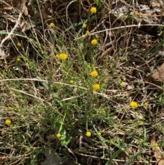 Calotis lappulacea at Whitlam, ACT - 1 May 2024