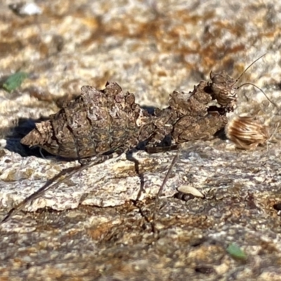 Paraoxypilus tasmaniensis (Black bark mantis or Boxing mantis) at Coombs, ACT - 1 May 2024 by SteveBorkowskis