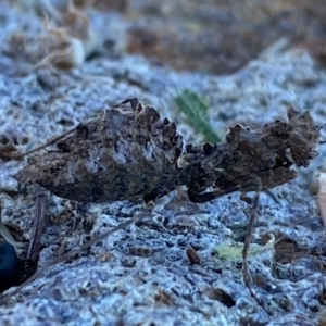 Paraoxypilus tasmaniensis at Molonglo River Reserve - 1 May 2024