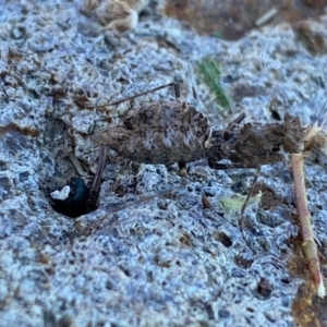 Paraoxypilus tasmaniensis at Molonglo River Reserve - 1 May 2024