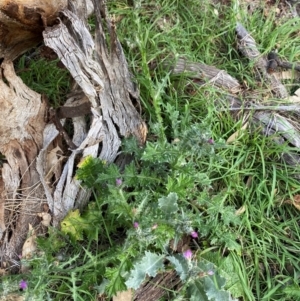 Carduus pycnocephalus at Mount Majura - 1 May 2024