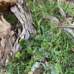 Carduus pycnocephalus at Mount Majura - 1 May 2024 by mcosgrove