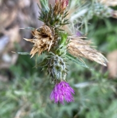 Carduus pycnocephalus at Mount Majura - 1 May 2024