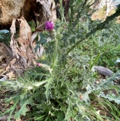 Carduus pycnocephalus at Mount Majura - 1 May 2024