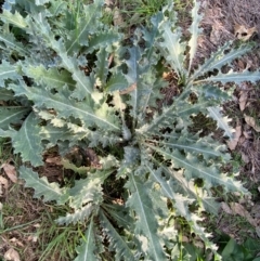 Onopordum acanthium (Scotch Thistle) at Watson, ACT - 1 May 2024 by mcosgrove