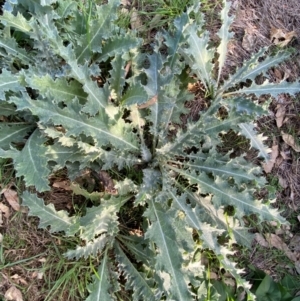 Onopordum acanthium at Mount Majura - 1 May 2024