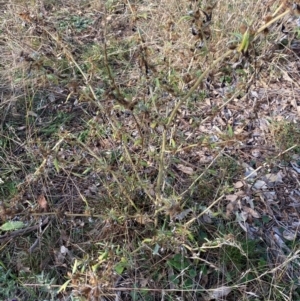 Xanthium spinosum (Bathurst Burr) at Watson, ACT by mcosgrove