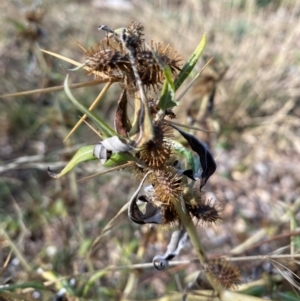 Xanthium spinosum at Watson, ACT - 1 May 2024