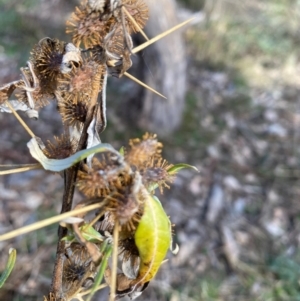 Xanthium spinosum at Watson, ACT - 1 May 2024