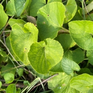 Viola odorata at Mount Majura - 1 May 2024