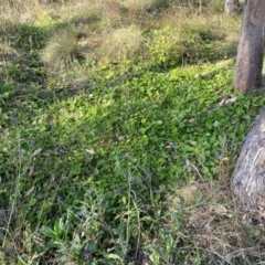 Viola odorata at Mount Majura - 1 May 2024