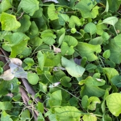 Viola odorata at Mount Majura - 1 May 2024