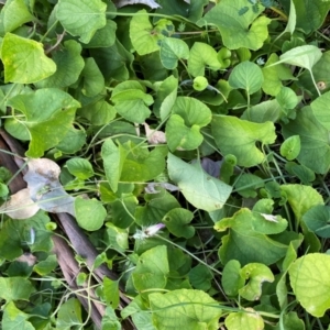 Viola odorata at Mount Majura - 1 May 2024