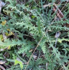 Cirsium vulgare (Spear Thistle) at Watson, ACT - 1 May 2024 by mcosgrove