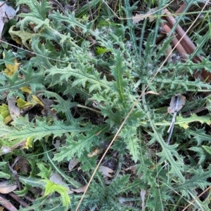 Cirsium vulgare at suppressed by mcosgrove