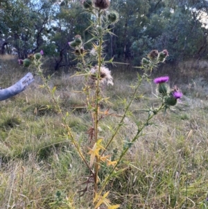 Cirsium vulgare at Mount Majura - 1 May 2024