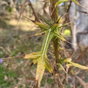 Cirsium vulgare at Mount Majura - 1 May 2024