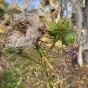 Cirsium vulgare at Mount Majura - 1 May 2024