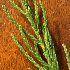Tamarix ramosissima (Tamarisk) at Pialligo, ACT - 1 May 2024 by mcosgrove