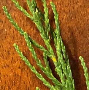 Tamarix ramosissima at Mount Ainslie - 1 May 2024