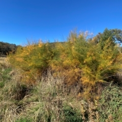 Tamarix ramosissima at Mount Ainslie - 1 May 2024