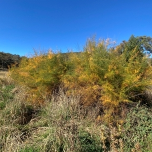 Tamarix ramosissima at Mount Ainslie - 1 May 2024