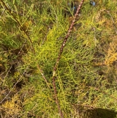 Tamarix ramosissima at Mount Ainslie - 1 May 2024