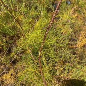 Tamarix ramosissima at Mount Ainslie - 1 May 2024