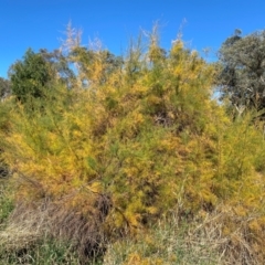 Tamarix ramosissima at Mount Ainslie - 1 May 2024