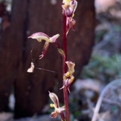 Acianthus exsertus (Large Mosquito Orchid) at Oallen, NSW - 30 Mar 2024 by clinde