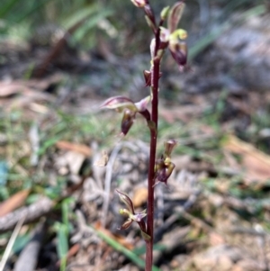 Acianthus exsertus at QPRC LGA - 30 Mar 2024