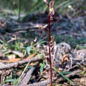 Acianthus exsertus at QPRC LGA - suppressed