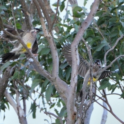 Anthochaera carunculata (Red Wattlebird) at Tahmoor, NSW - 1 May 2024 by Freebird