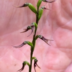 Corunastylis superba (Superb Midge Orchid) at suppressed - 2 Mar 2024 by clinde