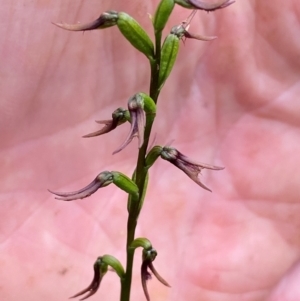 Corunastylis superba at Oallen, NSW - suppressed