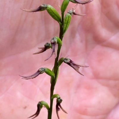 Corunastylis superba (Superb Midge Orchid) at suppressed - 2 Mar 2024 by clinde