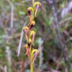 Corunastylis superba at Oallen, NSW - suppressed