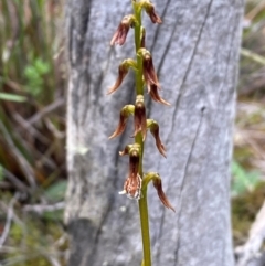 Corunastylis superba at Oallen, NSW - suppressed