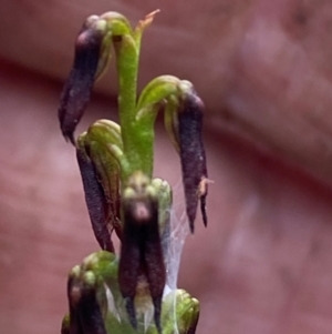 Corunastylis superba at Oallen, NSW - suppressed