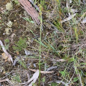 Corunastylis superba at Oallen, NSW - suppressed