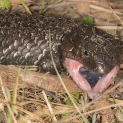 Tiliqua rugosa (Shingleback Lizard) at MTR591 at Gundaroo - 1 May 2024 by AlisonMilton