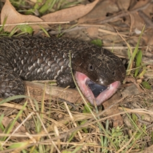 Tiliqua rugosa at MTR591 at Gundaroo - 1 May 2024 11:44 AM