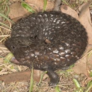 Tiliqua rugosa at MTR591 at Gundaroo - 1 May 2024