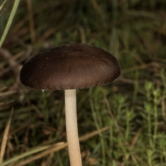 Oudemansiella gigaspora group at MTR591 at Gundaroo - 1 May 2024