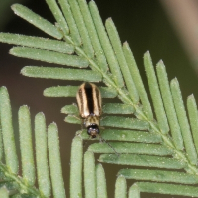 Monolepta froggatti (Leaf beetle) at MTR591 at Gundaroo - 1 May 2024 by AlisonMilton